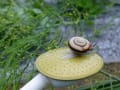 家庭菜園　雨上がりの訪問者(かたつむり）