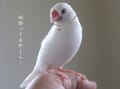 白文鳥キティです