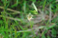 多摩川の植物：８月～９月：その２