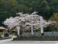 豊姫神社の桜