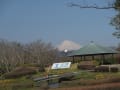 城北公園の枝垂れ桜