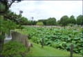 本庄総合公園の「蓮の花」