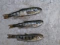 ビワマスの稚魚