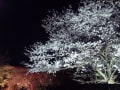 夜桜 at 縮景園 2012