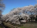 善福寺川のさくら