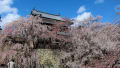 上田城跡公園　＝桜＝