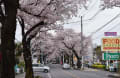 2016/04 宮原桜並木