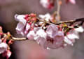 高遠城址公園の桜　２