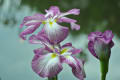 平安神宮神苑の花菖蒲