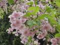 穂高満願寺と松尾寺の花