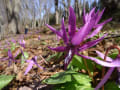 匠の森公園・カタクリ開花情報２０１５・４・２５