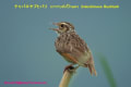 ヒバリ科Alaudidae スズメ目Passeriformes