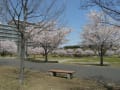 稲城の桜２０１１　～若葉台公園～