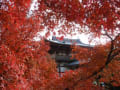 京都の紅葉