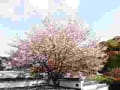 「和歌山・龍門山」奉納演奏 　永楽寺　桜のコンサート　あの頃チャンネル(2006年03月19日～2006年03月25日)