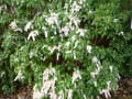 あせび　（馬酔木）　Japanese andromeda, 　が咲いている。　植物図鑑