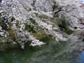 2013年4月1日の桜(高崎)