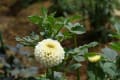 神代植物公園の花たち