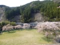 長瀬公園の桜