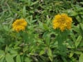 飯盛山の夏の花々