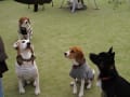 けんちゃんとミクニへ