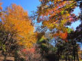 赤城自然園の紅葉・・・素晴らしい光景に癒されてきました。