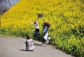 菜の花と女性です