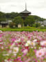 奈良　斑鳩　法起寺　コスモス