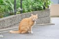 雨の合間のちびこのひとり散歩