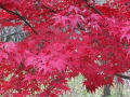 京都北野天満宮の紅葉