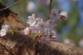 03/23日撮影分　桜・桃の花