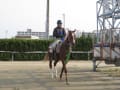 明日からの競馬