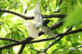 野鳥撮影日記2019（サンコウチョウ　）