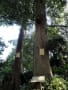 氷川神社