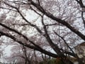 2016晴美の桜