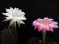 昨夜に開花した花サボテン2種。