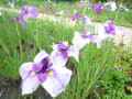 伊勢神宮外宮まがたま池の花菖蒲・・