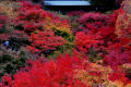 2011・京都は紅葉の秋これぞ天下のあの通天橋の東福寺の紅葉。