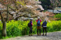 山科琵琶湖疏水の桜並木