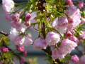 京都　桜だより　梅小路公園⑧