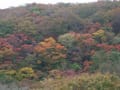 妙見山20151011紅葉