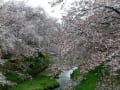 玉川堤の桜と地蔵禅院のしだれ桜