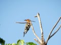 ヤツガシラ　Common Hoopoe (インド）