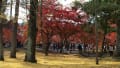 2014年京都東山の紅葉