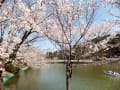 信州四大桜めぐりツアー