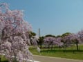 大仙公園と周辺の桜（２０１４年４月９日）