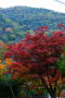 京都嵐山の天龍寺の紅葉