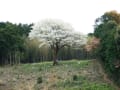 大月町長沢「月光桜」