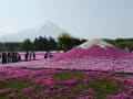 本栖湖芝桜まつり