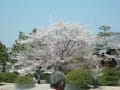 津山城の桜